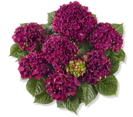 Роял Ред Парпл (Royal Red Purple) р14 Европа весна 2027 г.