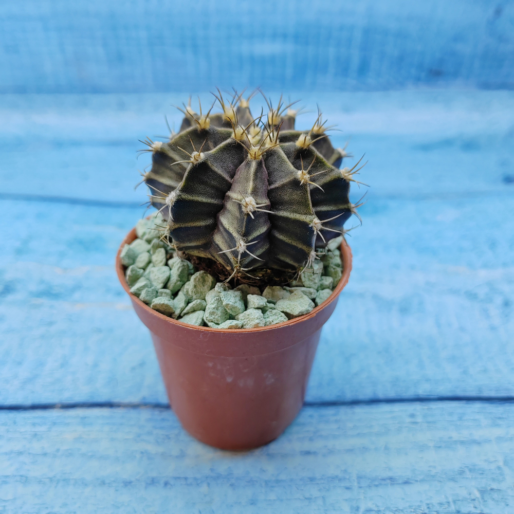 Gymnocalycium Friedrichii (Гимнокалициум)