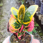Кротон GAEW PAILIN (K56)