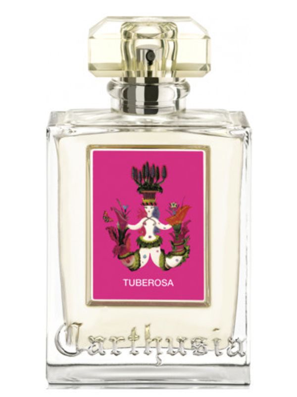 Carthusia Tuberosa