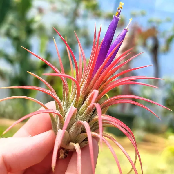 Тилландасия красная фиалкоцветковая ionantha rubra, атмосферное растение
