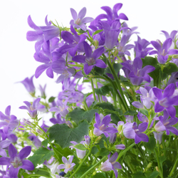 IKEA CAMPANULA PORTENSCHLAGIANA  (ИКЕА САМПАНУЛА ПОРТЕНШЛАГИАНА)  -  Растение в горшке - Колокольчик 10,5 см