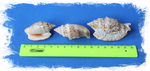 Strombus aurisdianae