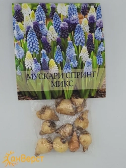 Мускари многолетние луковицы для посадки Микс цветов
