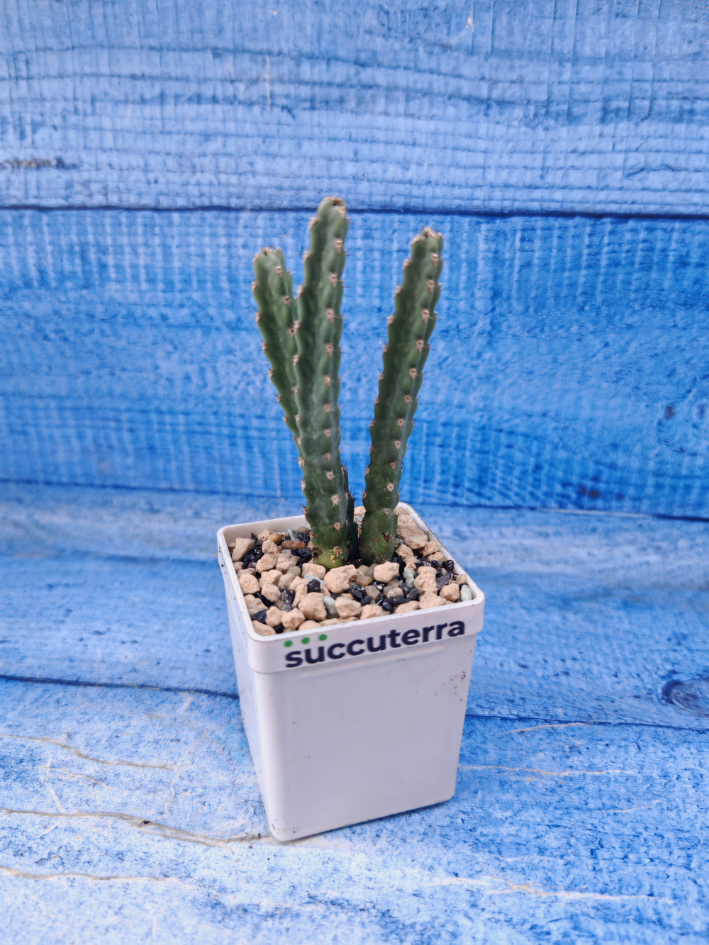 Euphorbia Debilispina (Эуфорбия)