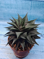 Haworthia Limifolia Spiralis (Хавортия)