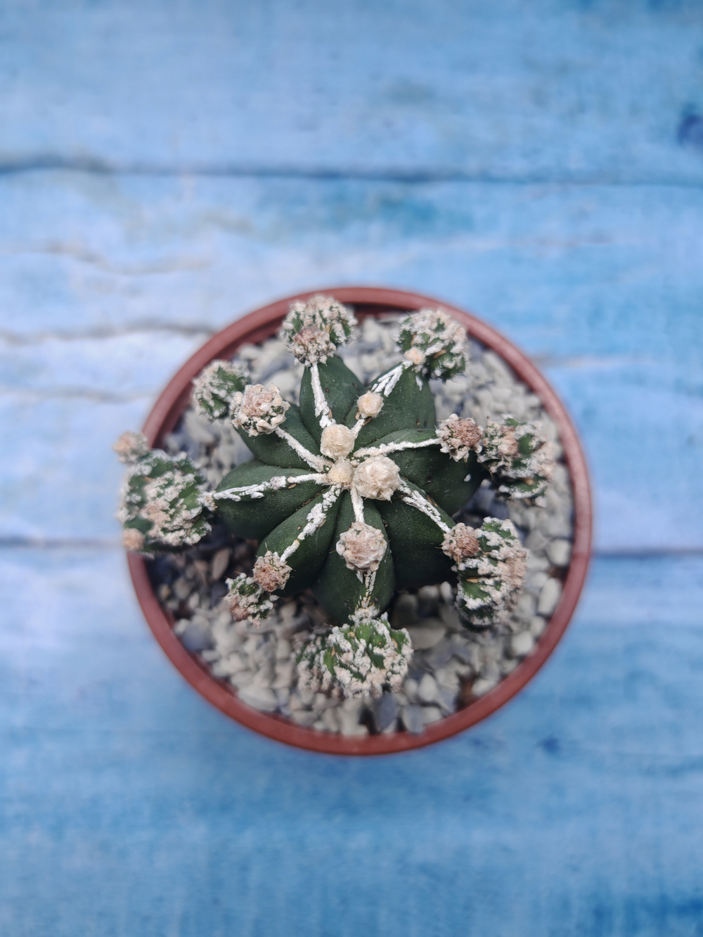 Astrophytum Myriostigma "Hakujo Fukuryu" (Астрофитум)