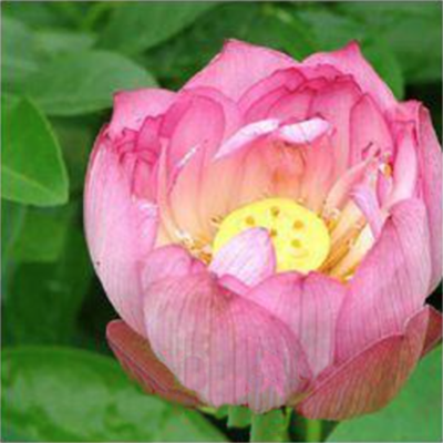 Лотос орехоносный Light Pink 2