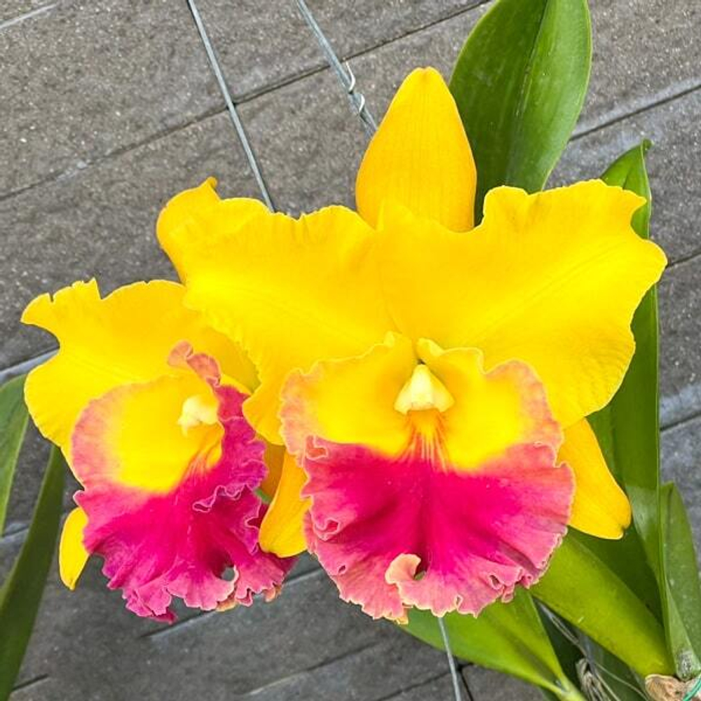 Орхидея ринхолелиокаттлея RLC. SIAM DELIGHT