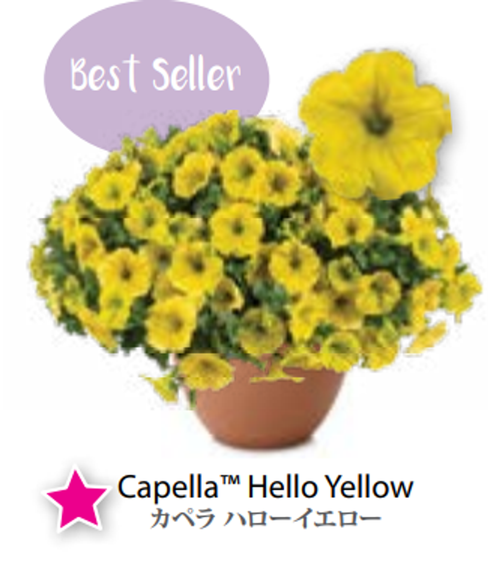 ЕВРО неукор Петуния CAPELLA Hello Yellow ЕВРО НЕукоренный черенок (срезы) НОЯБРЬ поставка 3