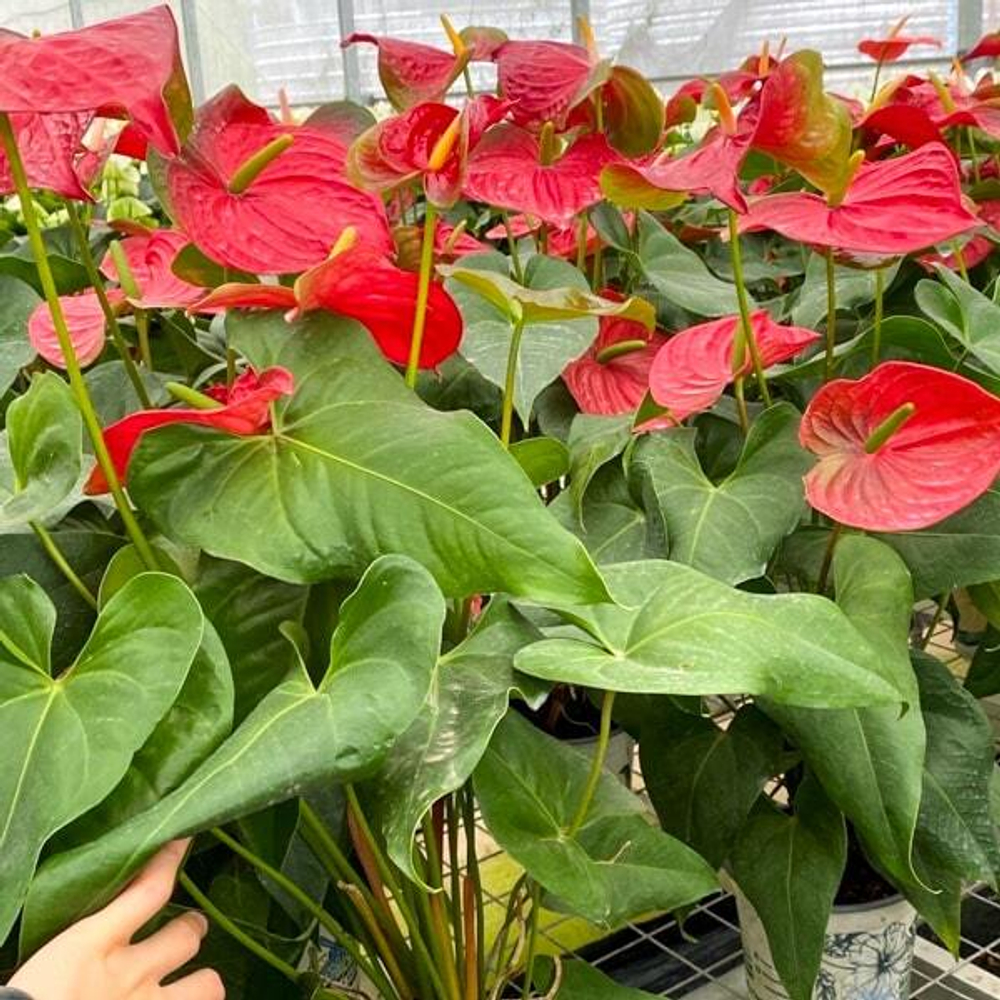 Антуриум Андре RED GREEN