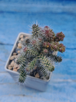 Opuntia Spinosior (Опунция)
