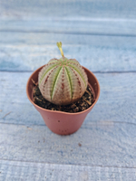 Euphoria Obesa (Эуфорбия)