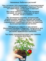Пеларгония Канди Дансер аромат лайма и мяты