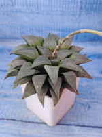 Haworthia Comptoniana hybrid (Хавортия)