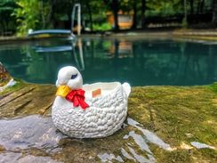 Lake Duck Collection