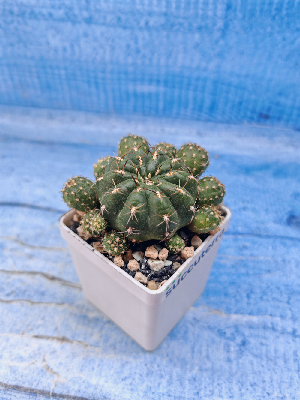 Matucana Polzii (Матукана)
