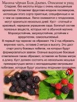Малина Блэк Джевел черная