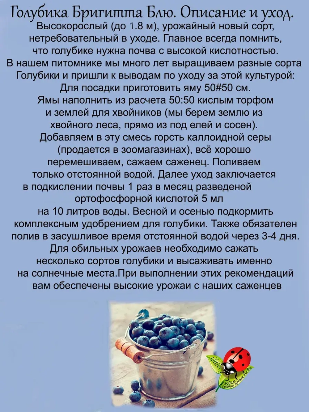 Голубика Бригитта Блю