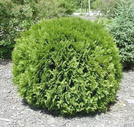 Туя западная Вудварди (Thuja occidentalis Woodwardi) р9 август 2026 г.