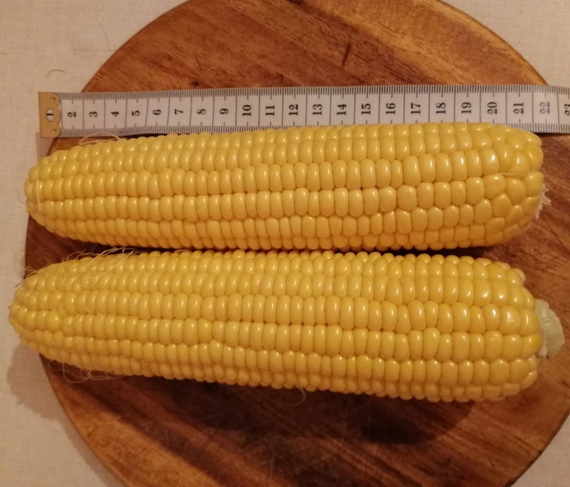 Трофи F1 семена кукурузы (Seminis / Семинис) – фото 4