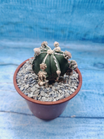 Astrophytum Myriostigma "Hakujo Fukuryu" (Астрофитум)