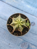Euphorbia meloformis f. Variegated (Эуфорбия вариегатная)