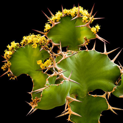 Euphorbia grandicornis (Молочай крупнорогий)