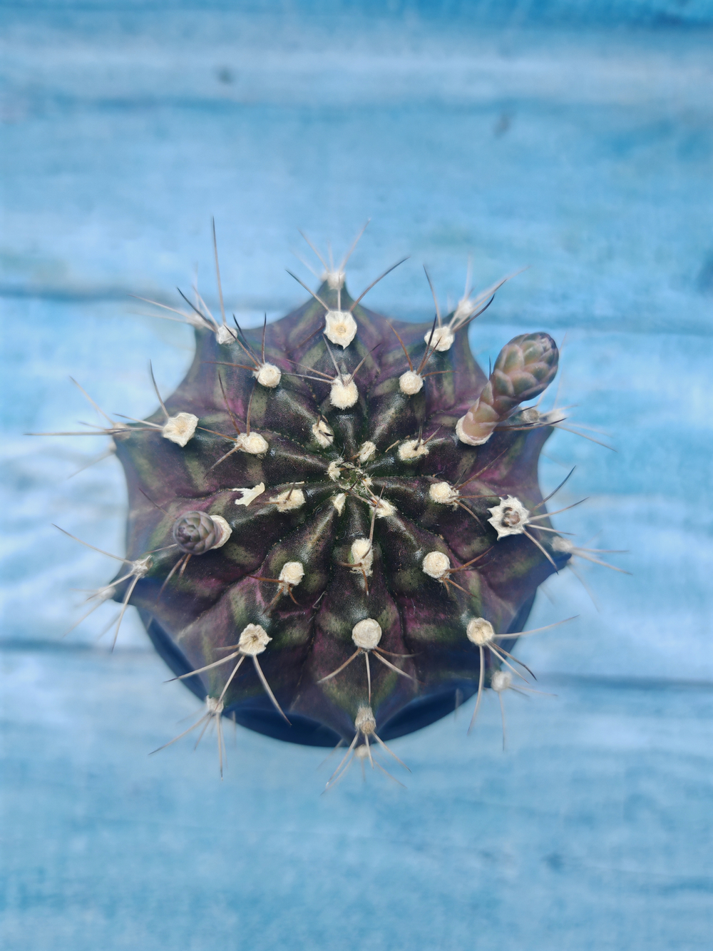 Gymnocalycium T-Rex Pink hybrid (Гимнокалициум T-rex)