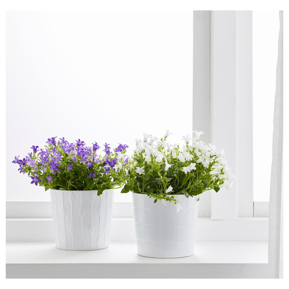 IKEA CAMPANULA PORTENSCHLAGIANA  (ИКЕА САМПАНУЛА ПОРТЕНШЛАГИАНА)  -  Растение в горшке - Колокольчик 10,5 см