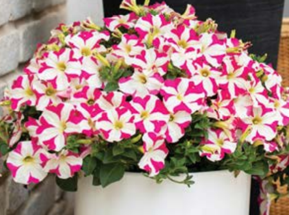 ЕВРО Петуния AMORE Pink Hearts ЕВРО укорененный черенок ФЕВРАЛЬ поставка 16