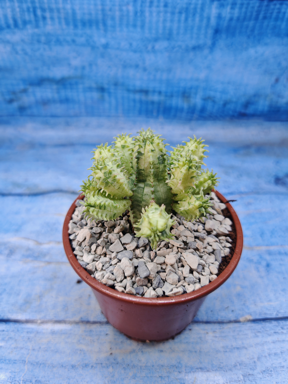 Euphorbia Pseudoglobosa variagate (Эуфорбия)