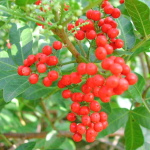 Перечное дерево бразильское – Schinus terebinthifolia (40)