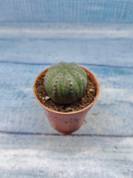 Euphoria Obesa (Эуфорбия)