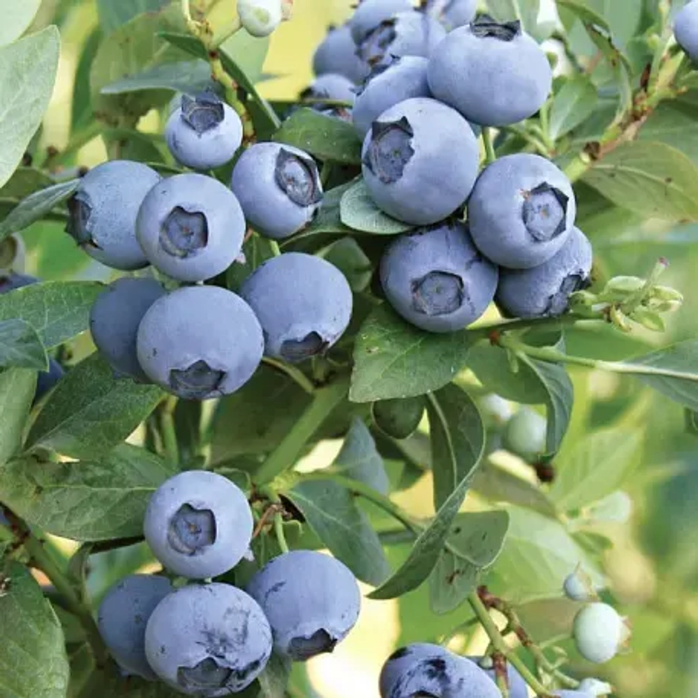 Блюголд (Bluegold) голубика 4 года С5