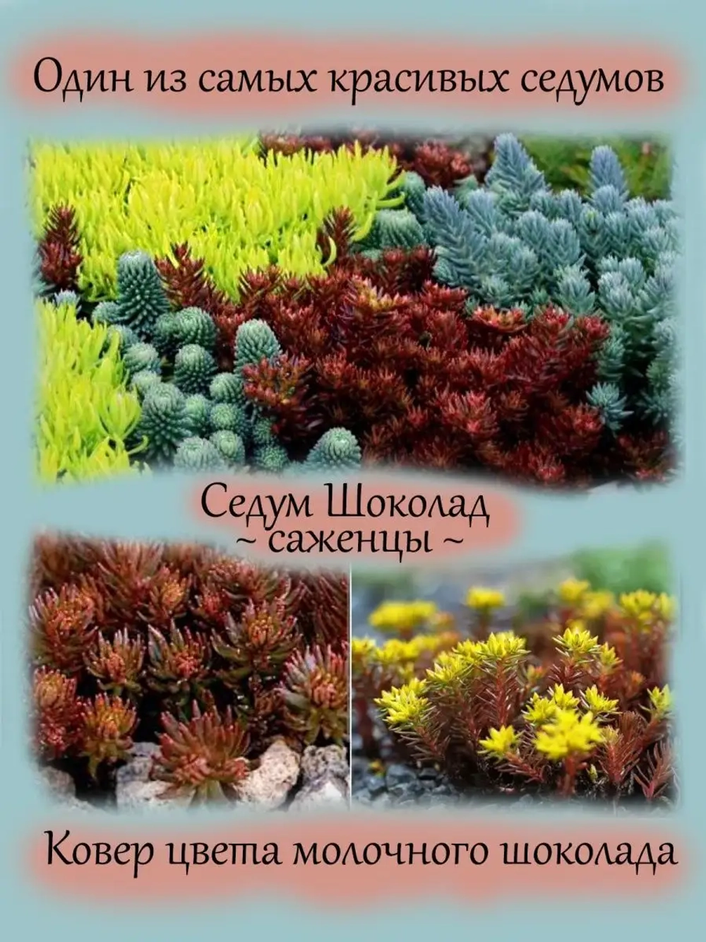 Седум очиток Шоколад