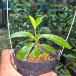 Хойя CALLISTOPHYLLA X DENSIFOLIA