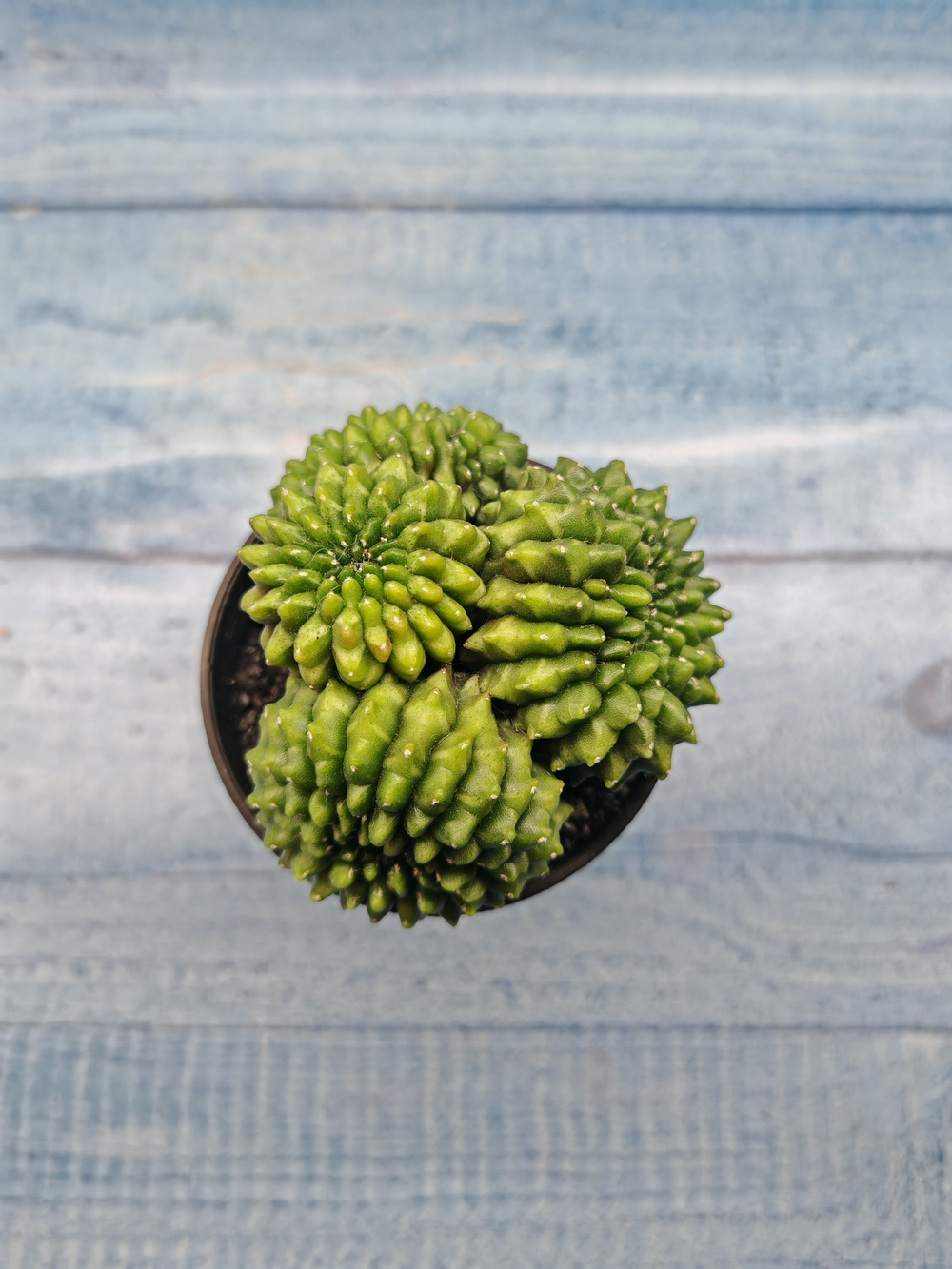 Gymnocalycium Spineless Crested form (Гимнокалициум Кристатный)