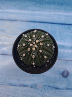 Astrophytum Asterias (Астрофитум)