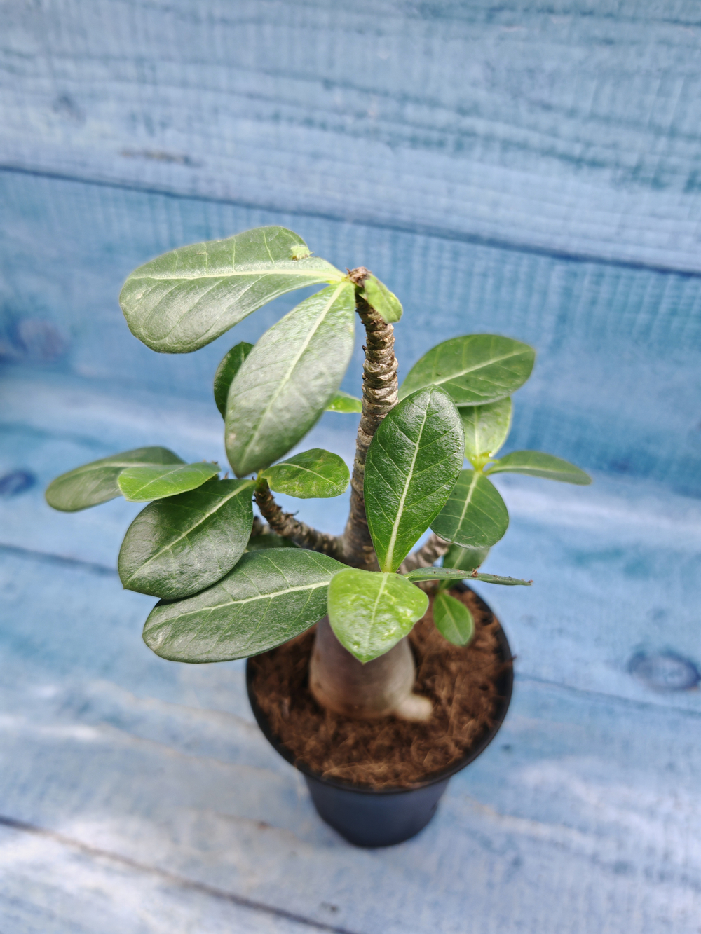 Adenium Baobab (Адениум)