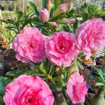 Адениум PINK RUNG RUDEE