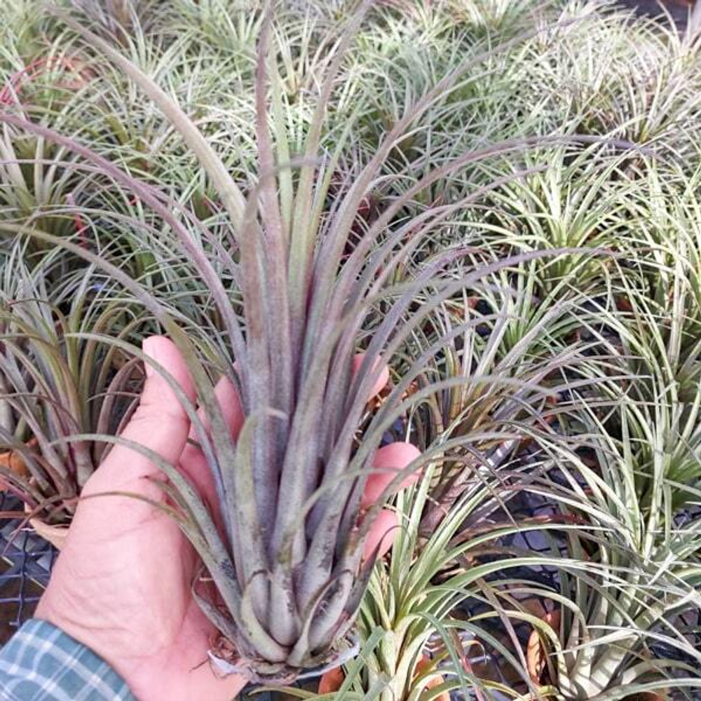 Тилландсия Timm's Outburst (capitata v. domingensis x ionantha Fuego) M (Т62)