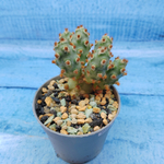 Tephrocactus Molinensis Red Glochids (Тефрокактус)
