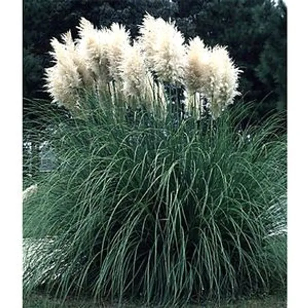 Cortaderia Selloana (Пампасная трава)