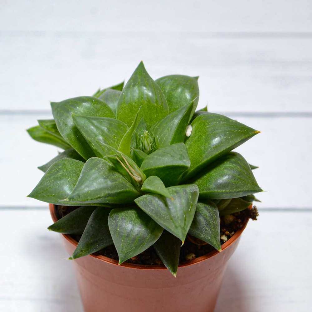 Haworthia Comptoniana hybride (Хавортия)