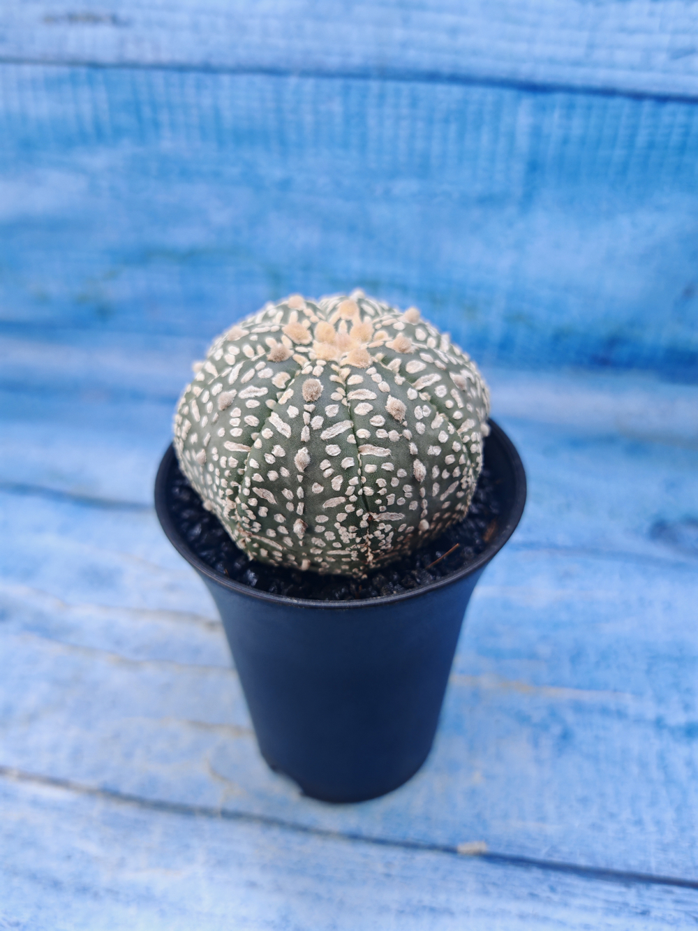 Astrophytum Asterias (Астрофитум)