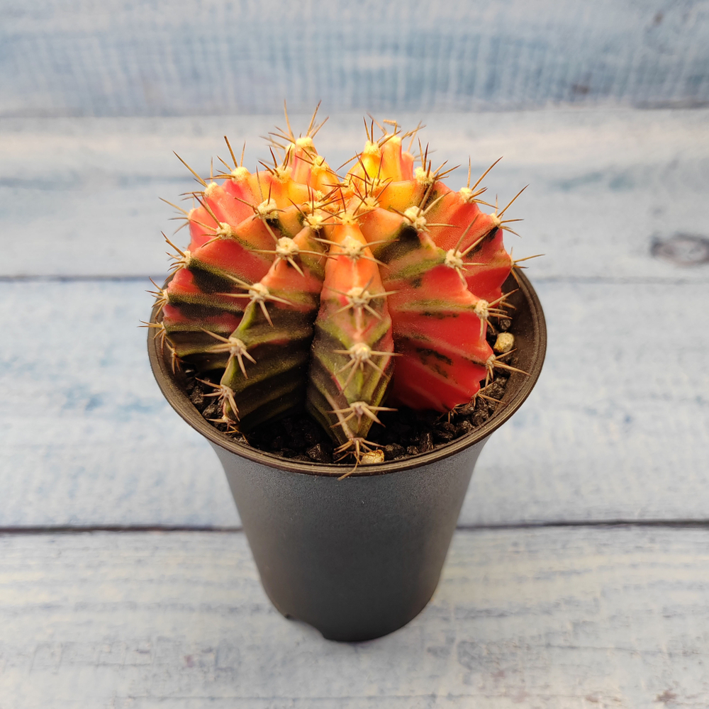 Gymnocalycium Variegata (Гимнокалициум Вариегатный)
