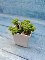 Crassula Tom Thumb (Крассула)