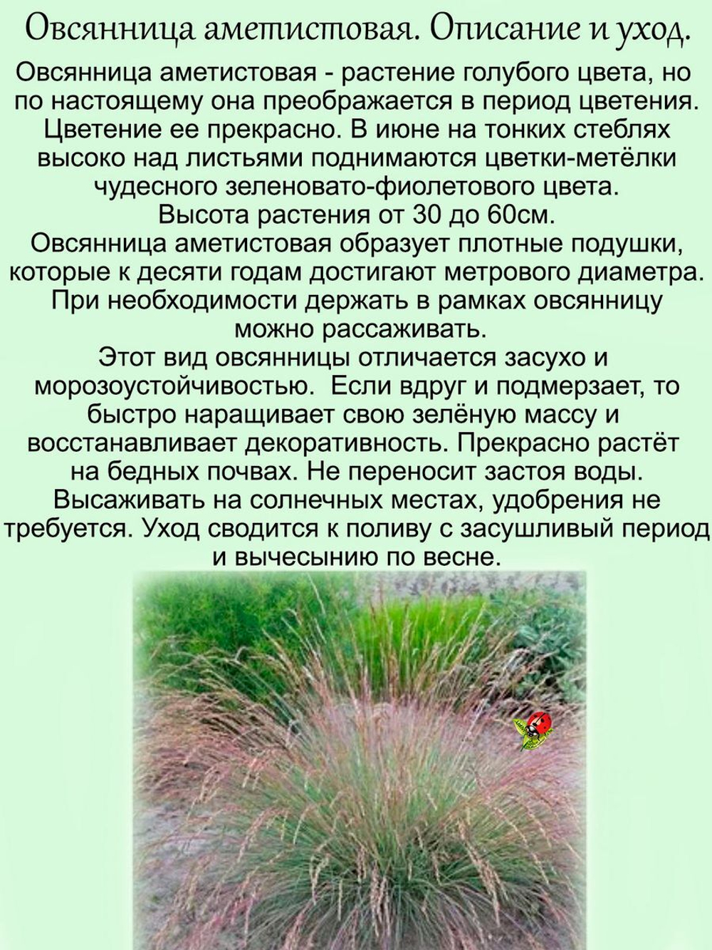 Злак Овсяница аметистовая злак многолетний