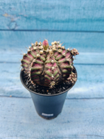 Gymnocalycium T-Rex Pink hybrid (Гимнокалициум T-rex)